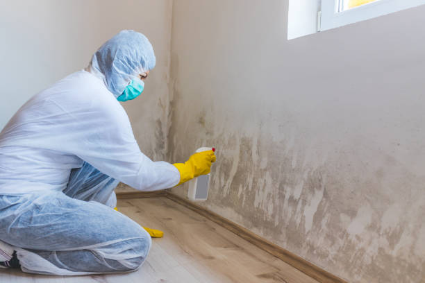 Licensed Basement Mold Remediation service in Royal Oak, MI - WQB Mold Removal