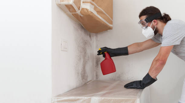 Professional Basement Mold Remediation technician working in Royal Oak, MI