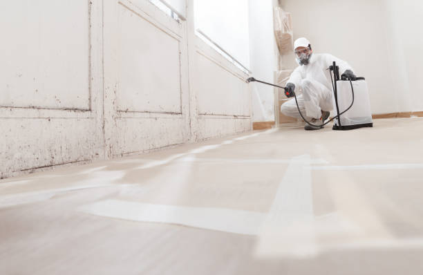 24/7 Emergency Basement Mold Remediation experts in Royal Oak, MI