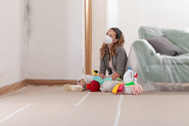 Reliable Basement Mold Remediation contractor in Royal Oak, MI by WQB Mold Removal