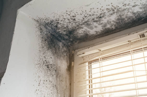Affordable Basement Mold Remediation solutions in Royal Oak, MI